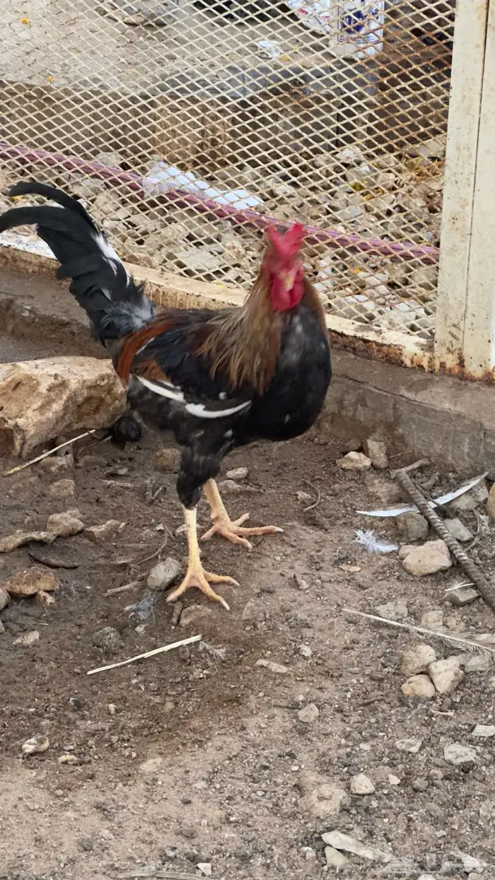 ديوك عربي ترثه اصل 0