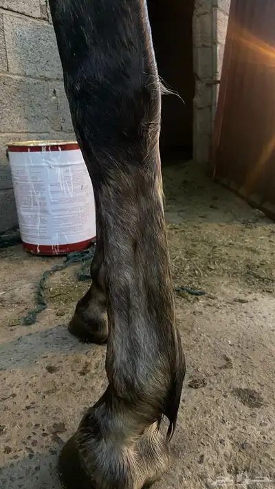 حصان عربي شعبي index