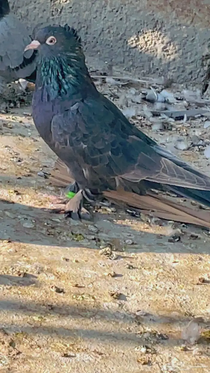 زوج تركي اسود لمعه 1