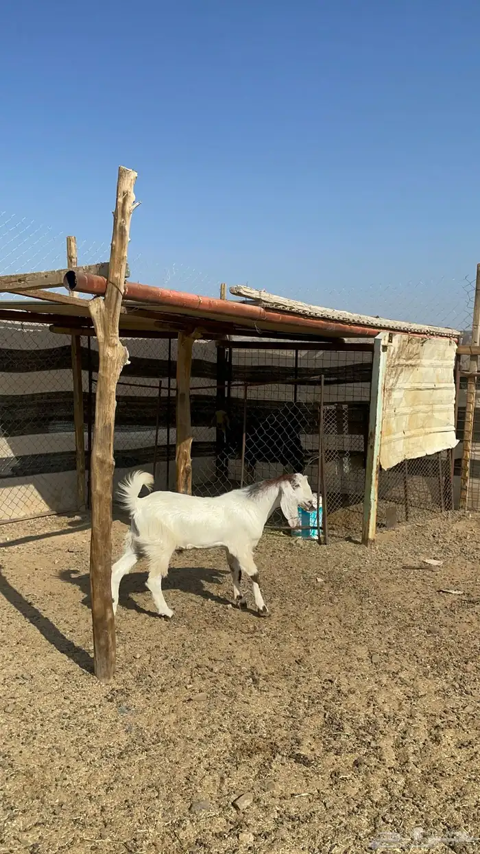 تيس ذبيحه طيب بالحيل( تم البيع ) 1