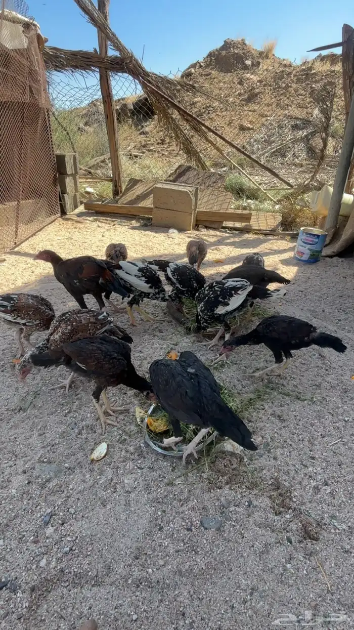 دجاج بكستاني 0