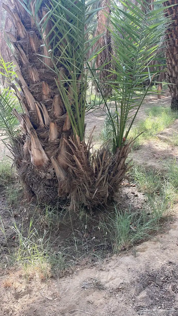 سعف نخل للحدائق والزينه 1