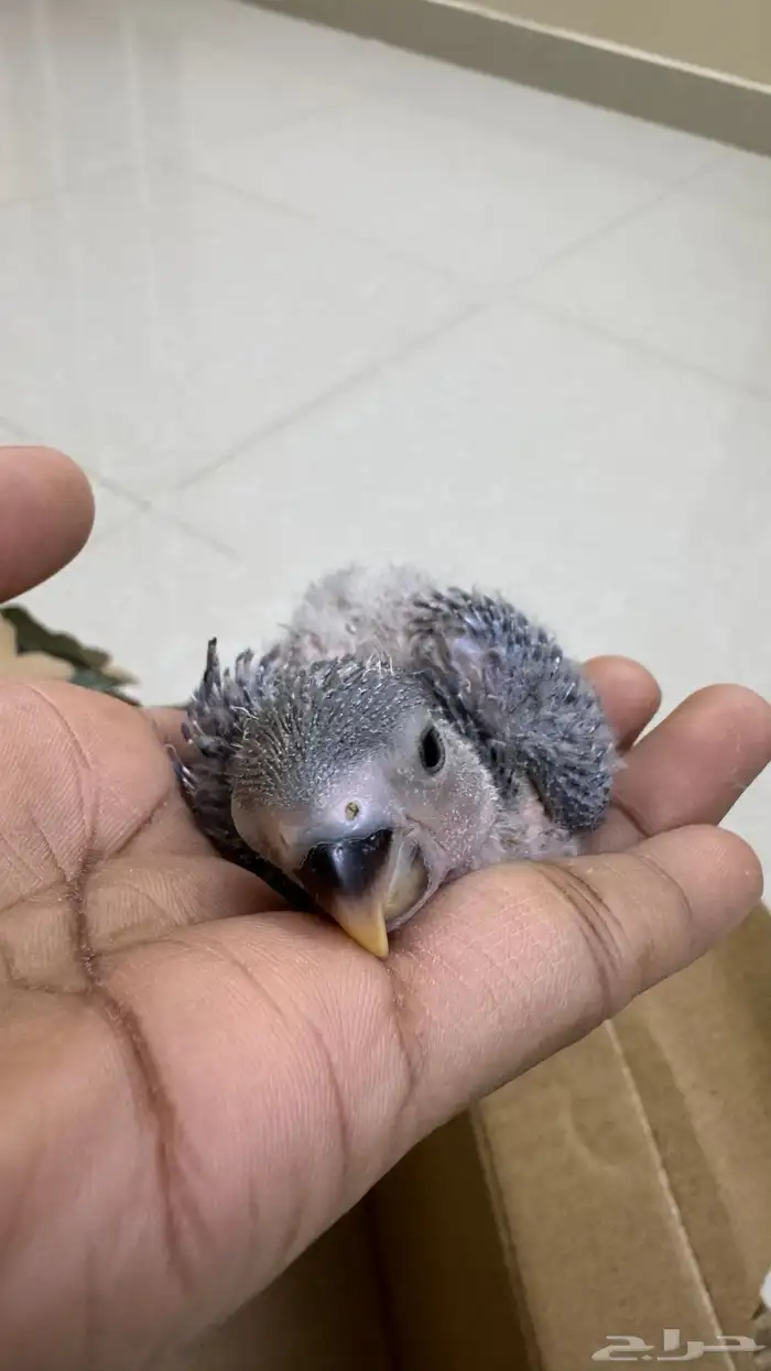 2 فرخ روز ازرق للبيع بصامطه 0