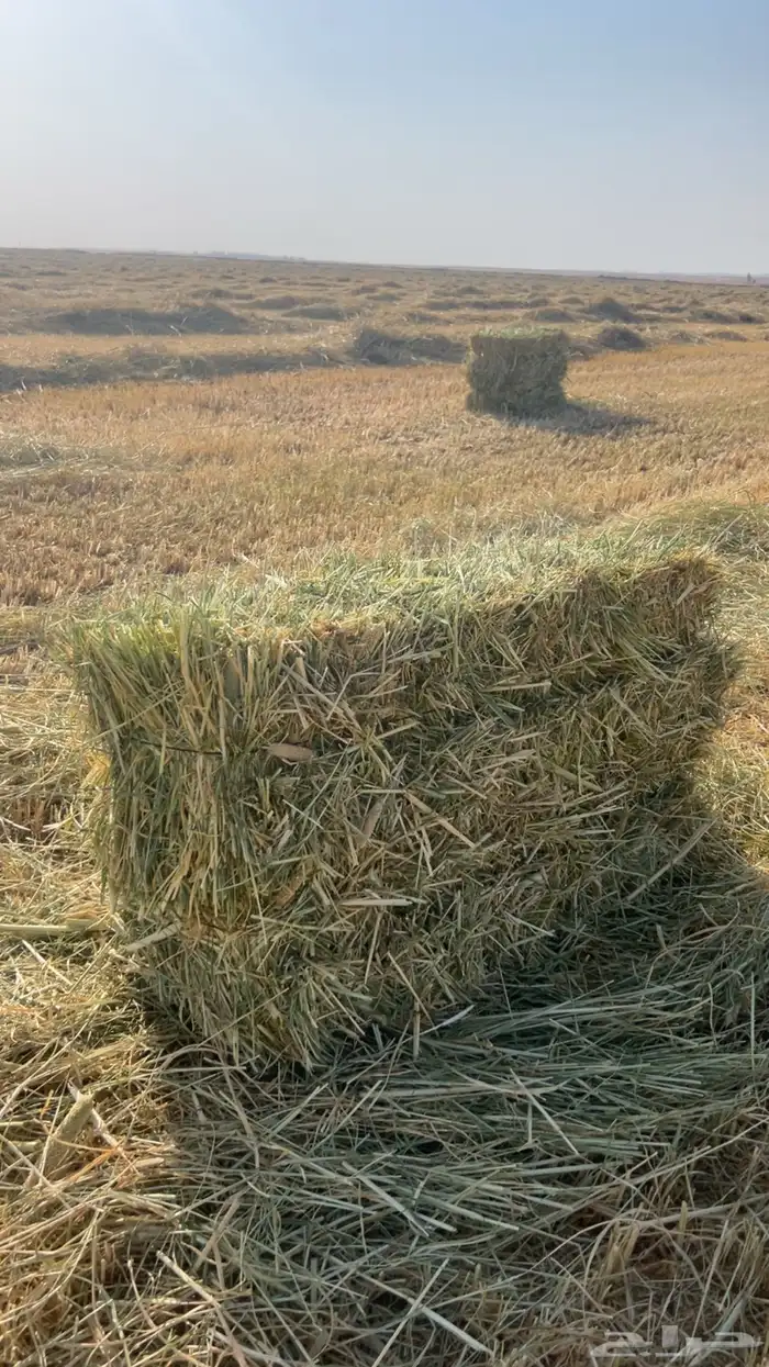 علف دخن شد 80. وزن 16 1