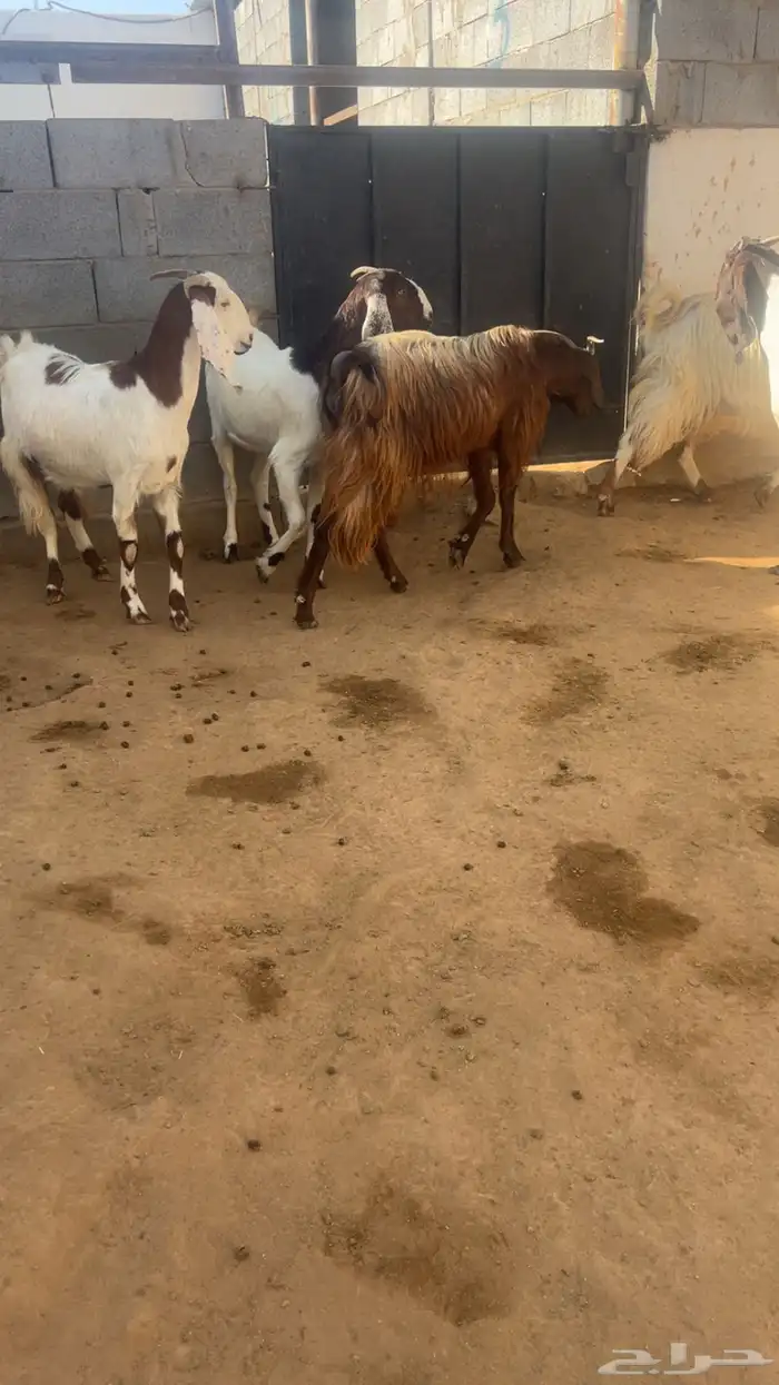 معزا فواخر جروم ودفيع 6