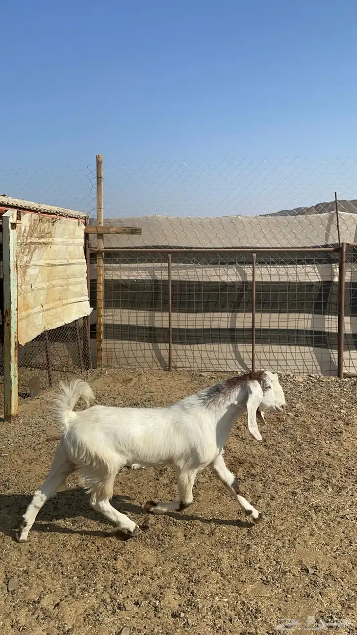 تيس ذبيحه طيب بالحيل( تم البيع ) 0