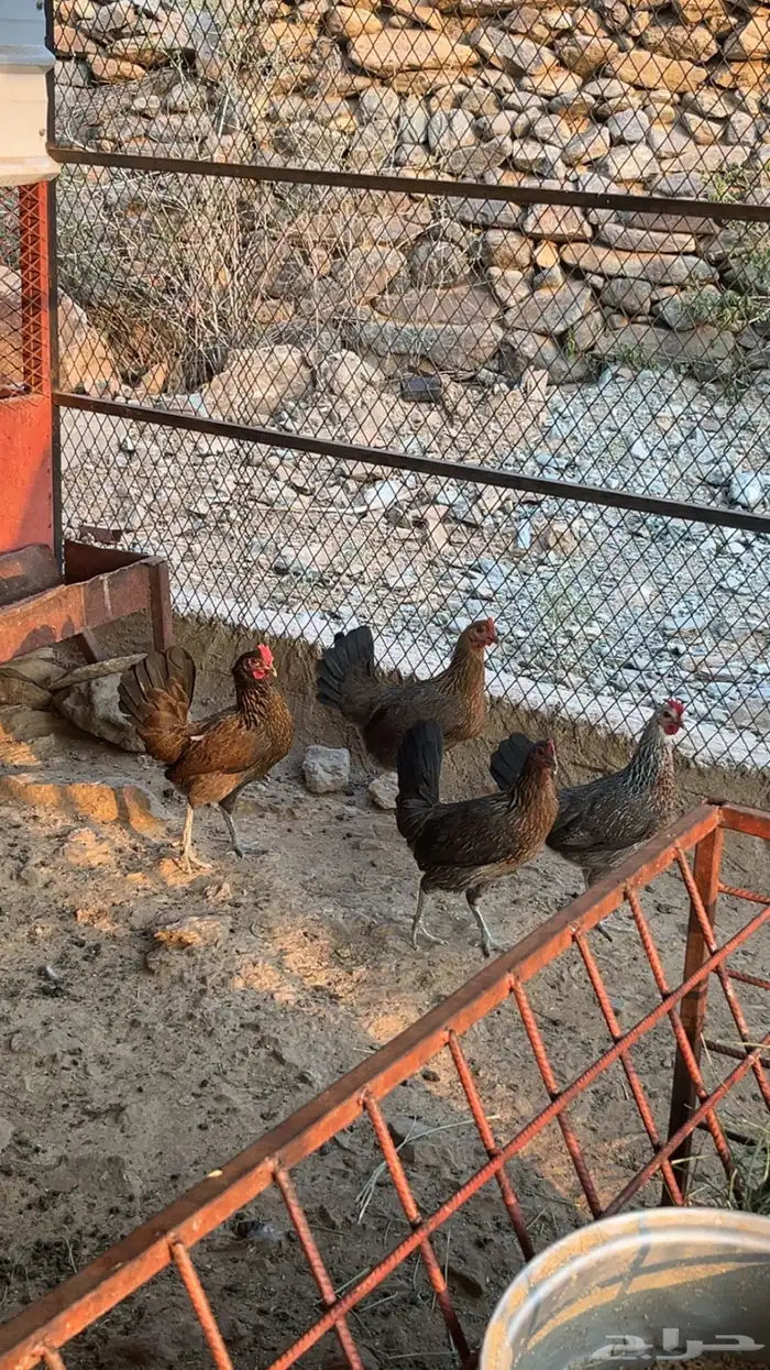 دجاج بياض حضان 0