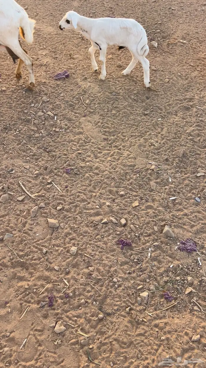 للبيع رفيديه معها خروف 1