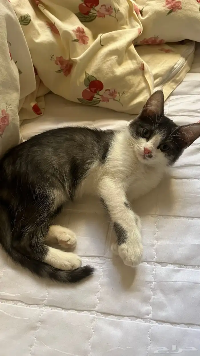 قطه صغيره لتبني 0