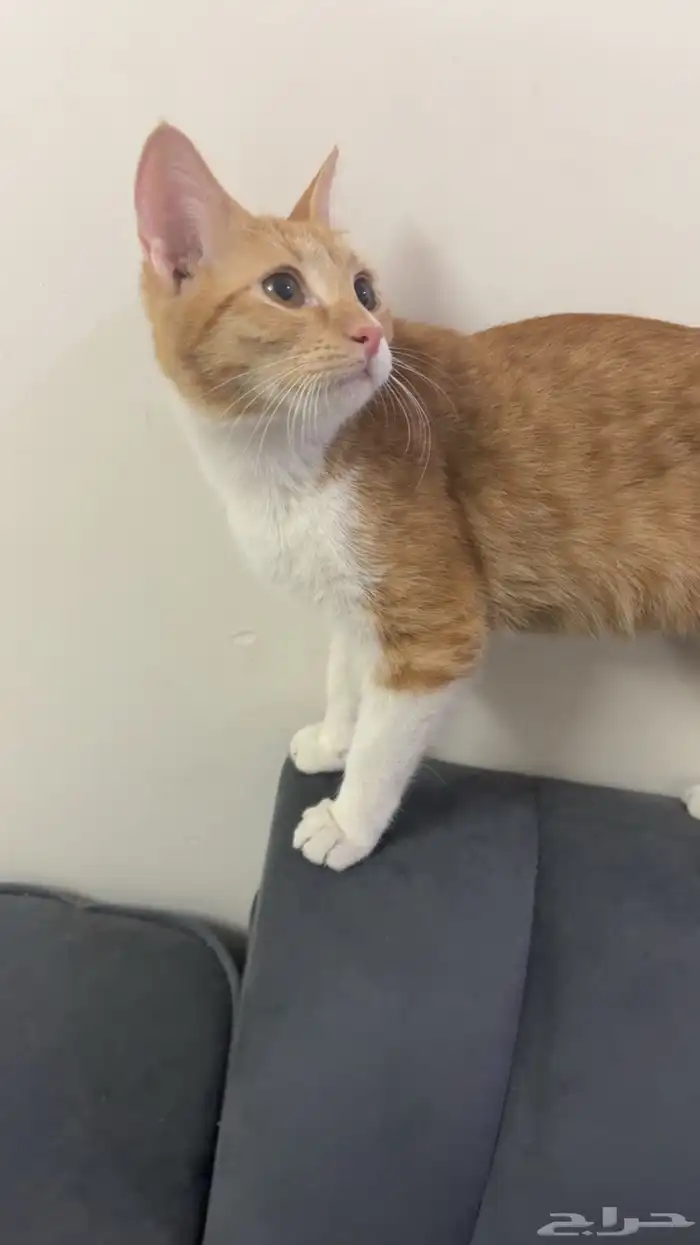 قطط تبني 4 بلدي 1