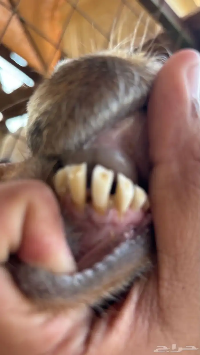 عنز عارضية حليب وافر شرط 6