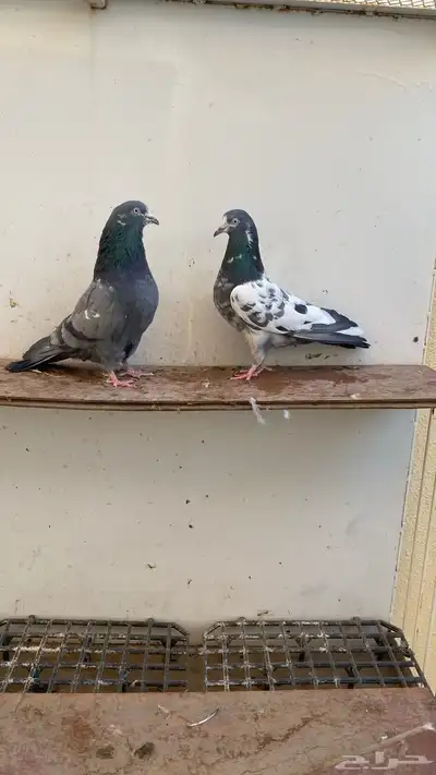 المدينة index