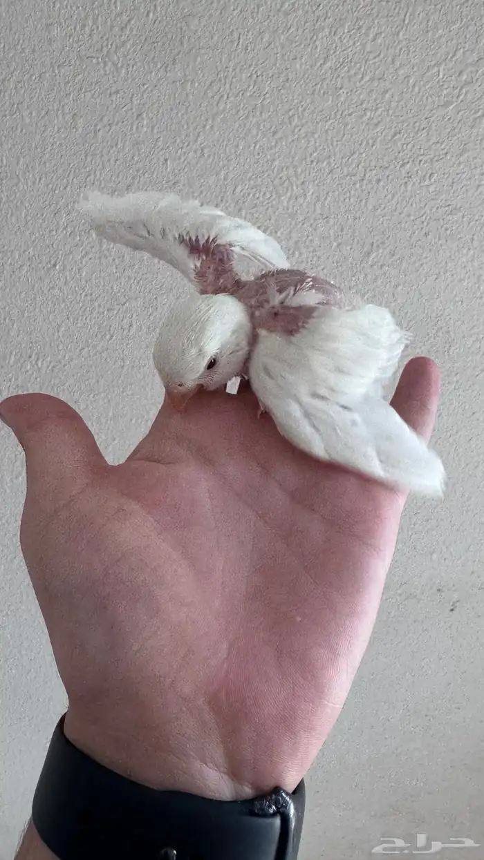 فرخ غر روز البينو 2