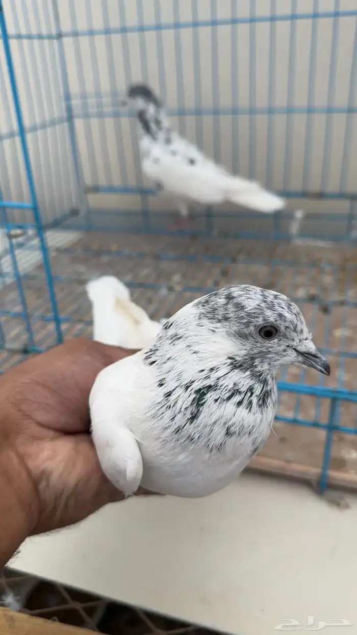 بكستاني طيار 0