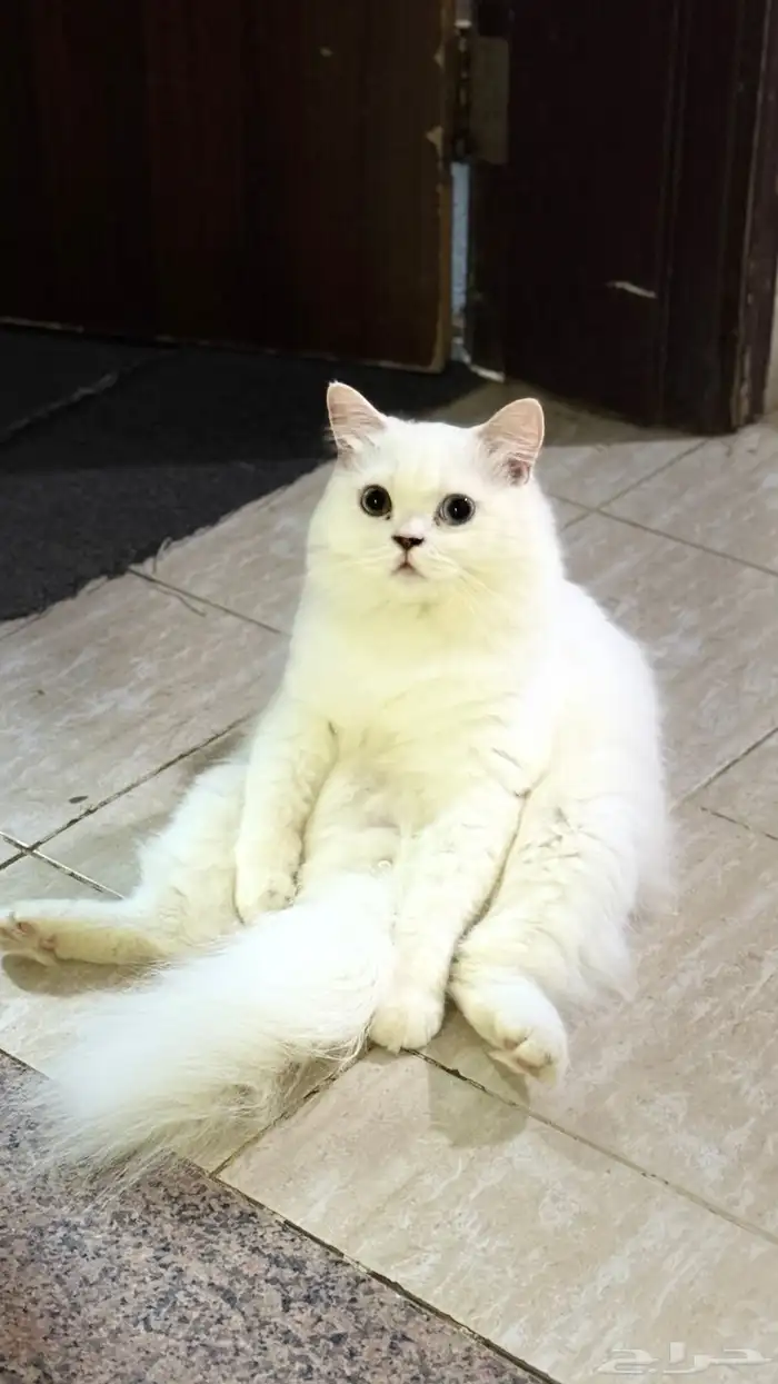 قط معقم جميل 4