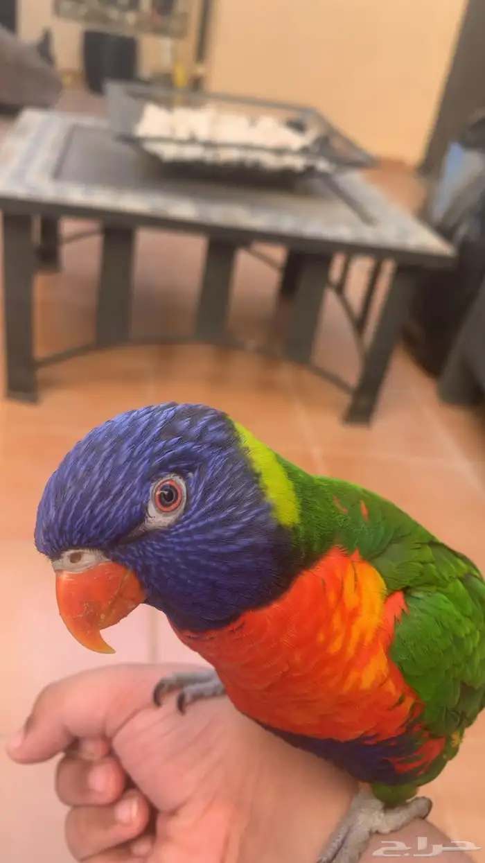 ببغاء لوري 0