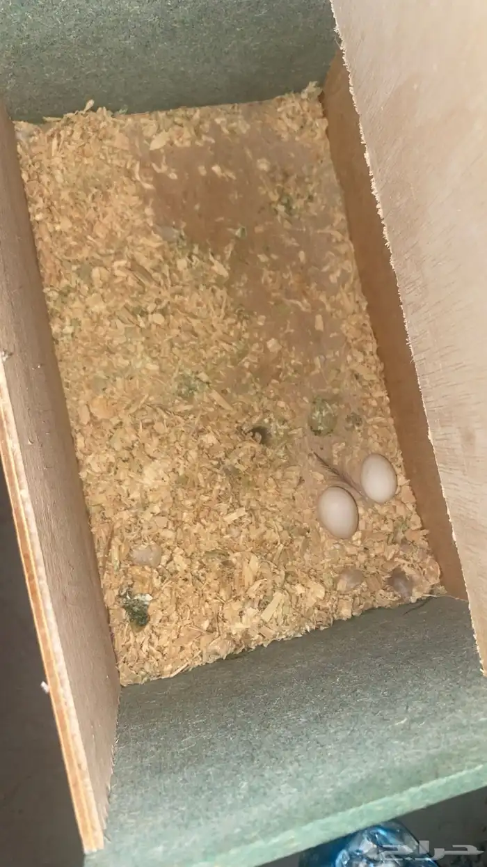 زوج كروان منتج 2