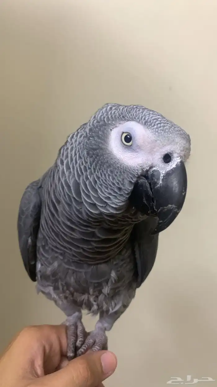 ببغاء كاسكو 0