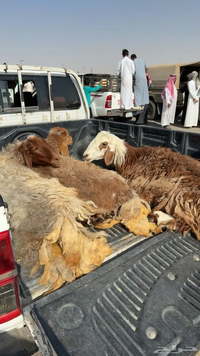 3 جذعات مضاريع شرط 1