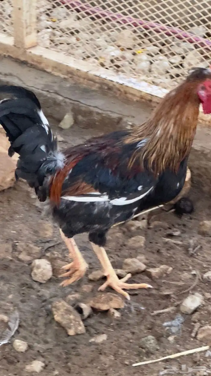 ديوك عربي ترثه اصل 1