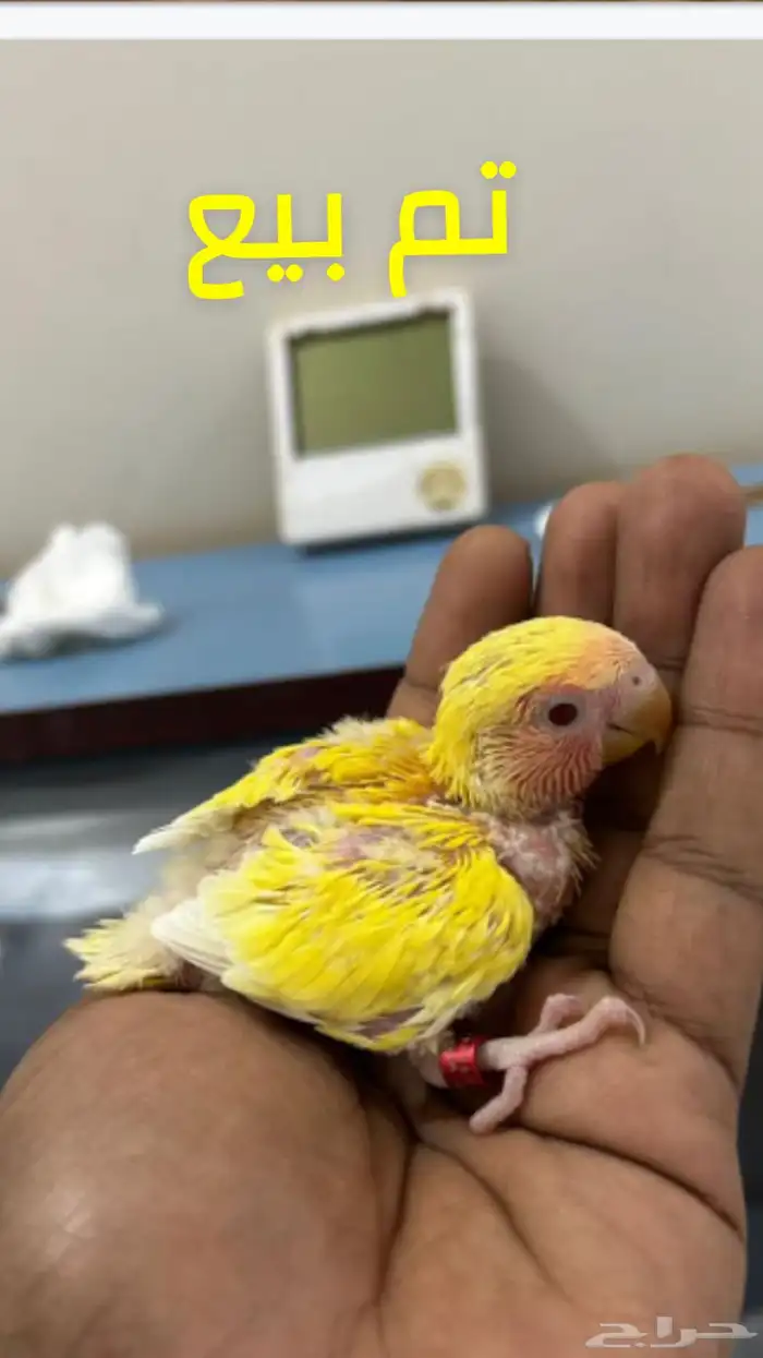 للبيع فروخ روز غر 7