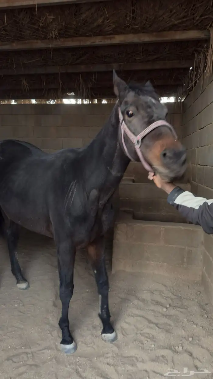 حصان وفرس انجليزي 1