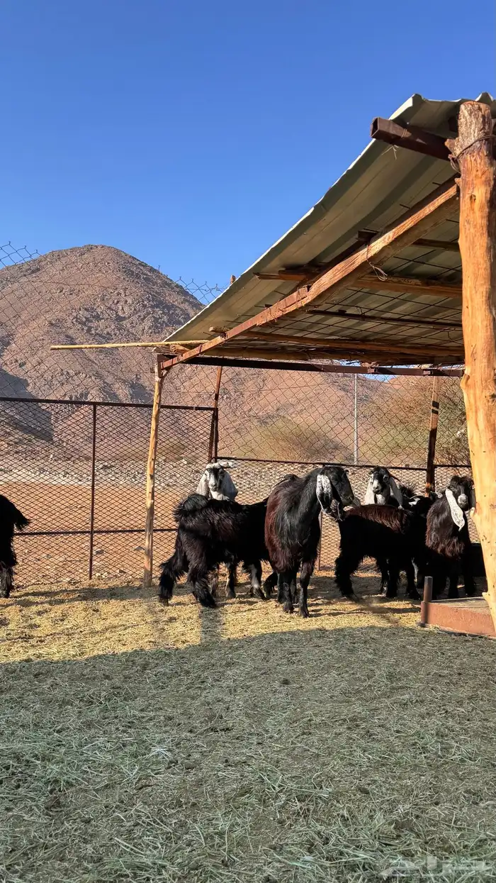 للبيع جديان 3