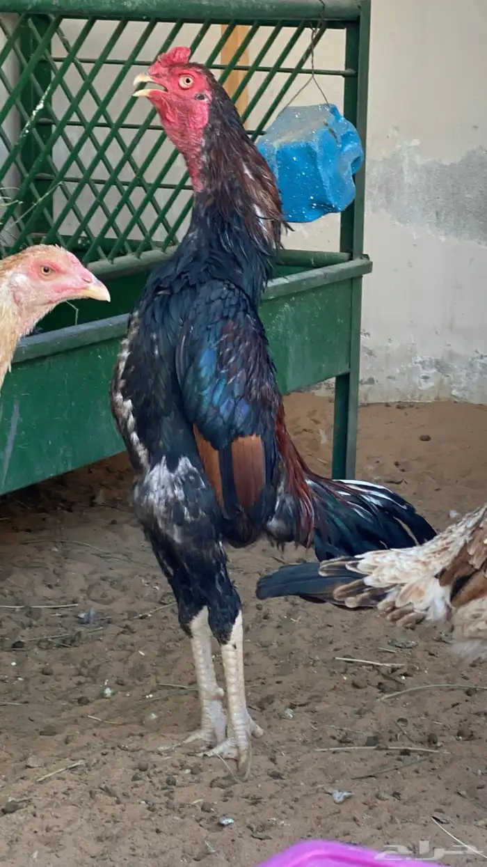 طقم شامو الماني 1