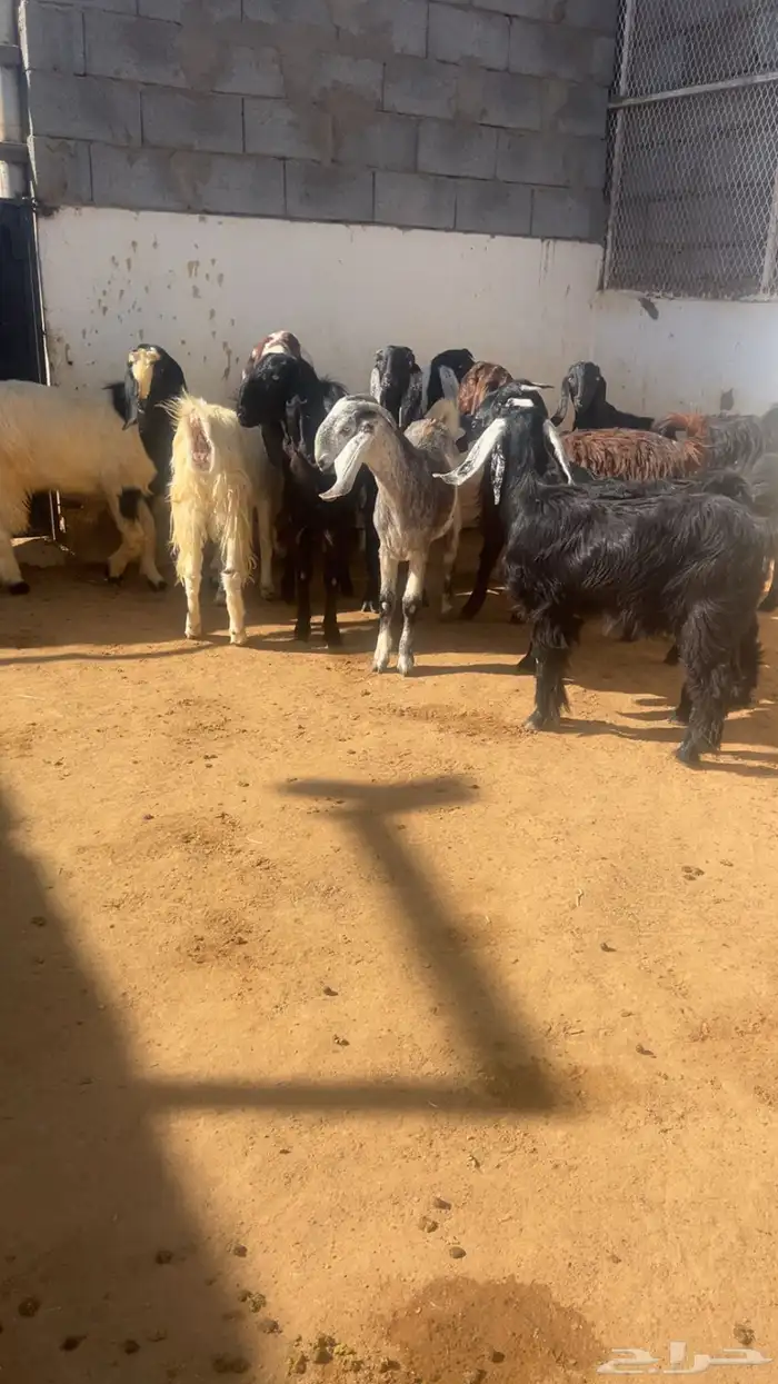 ( تم البيع ) جذعات وثنايا معزا فواخر 4