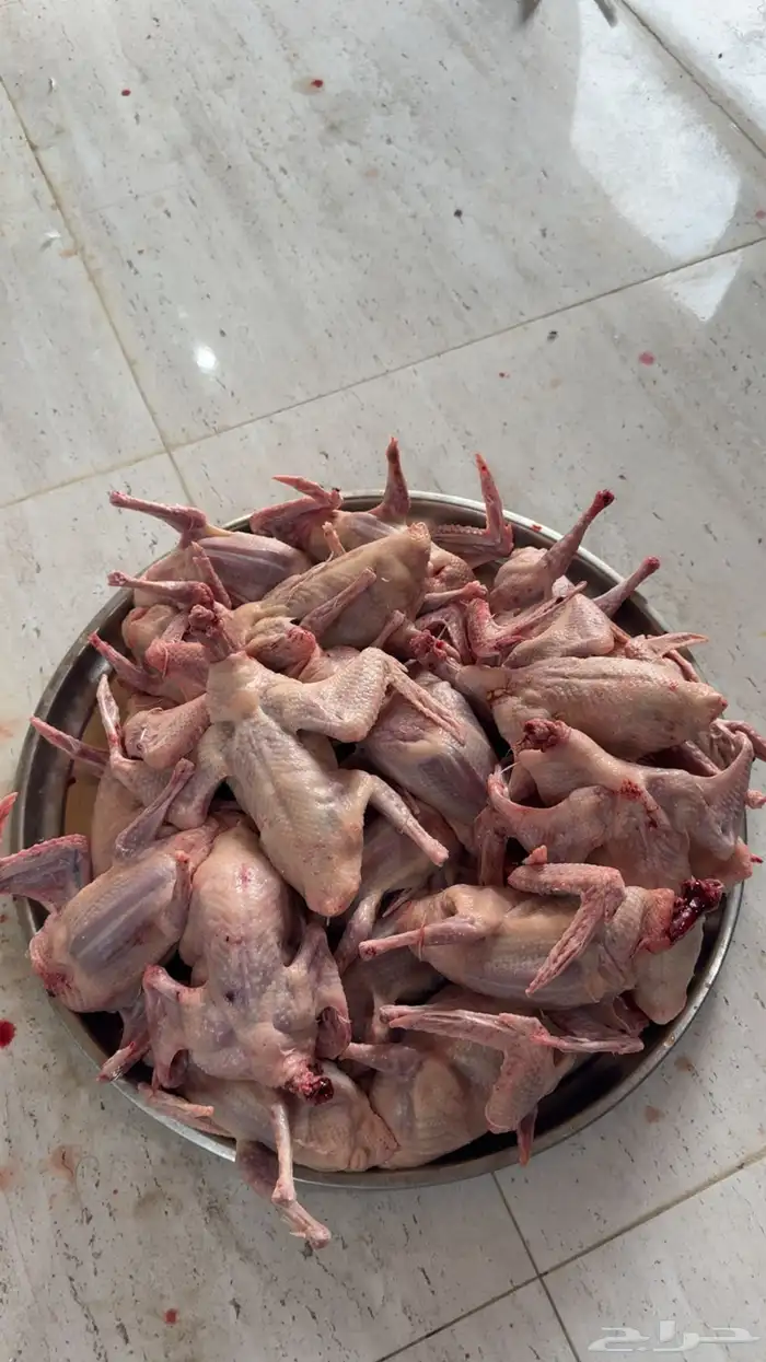 زغاليل حمام فرنسي 3