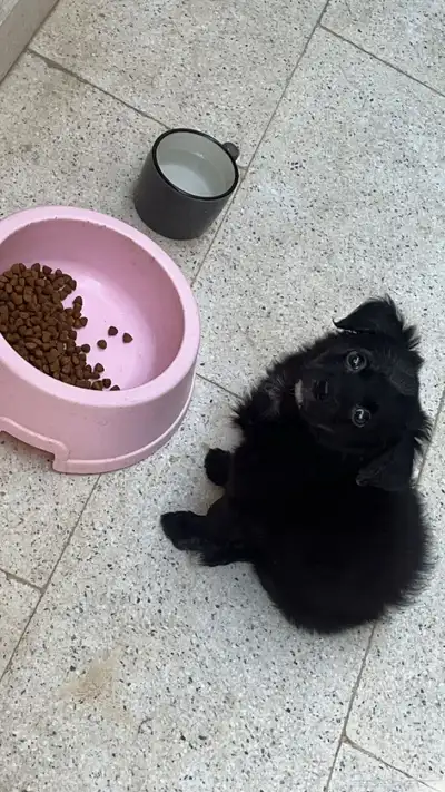 العمر 3 اشهر مالتيز index