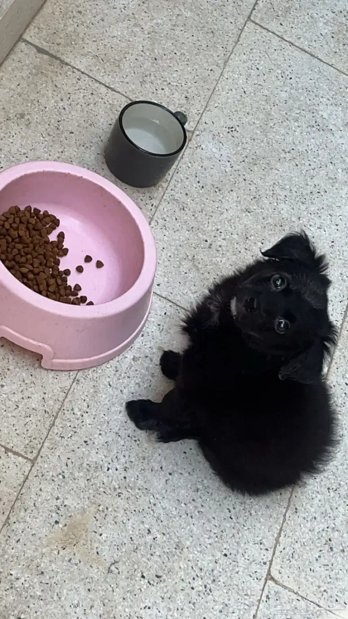 العمر 3 اشهر مالتيز 1