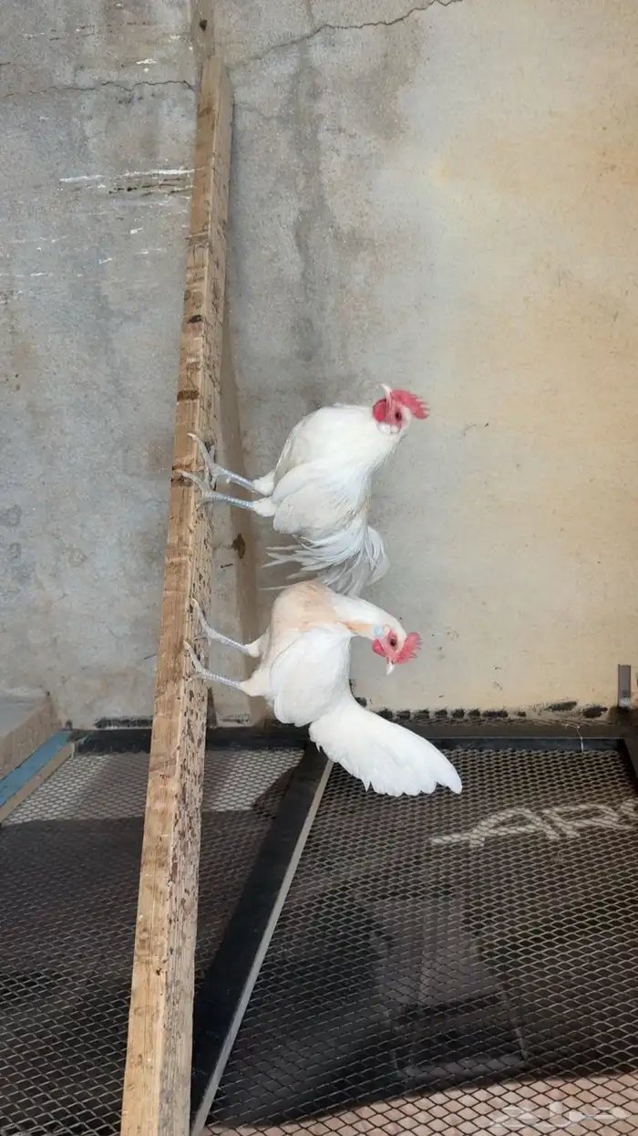 دجاج فينكس 1