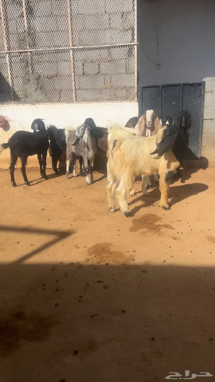 ( تم البيع ) جذعات وثنايا معزا فواخر 7