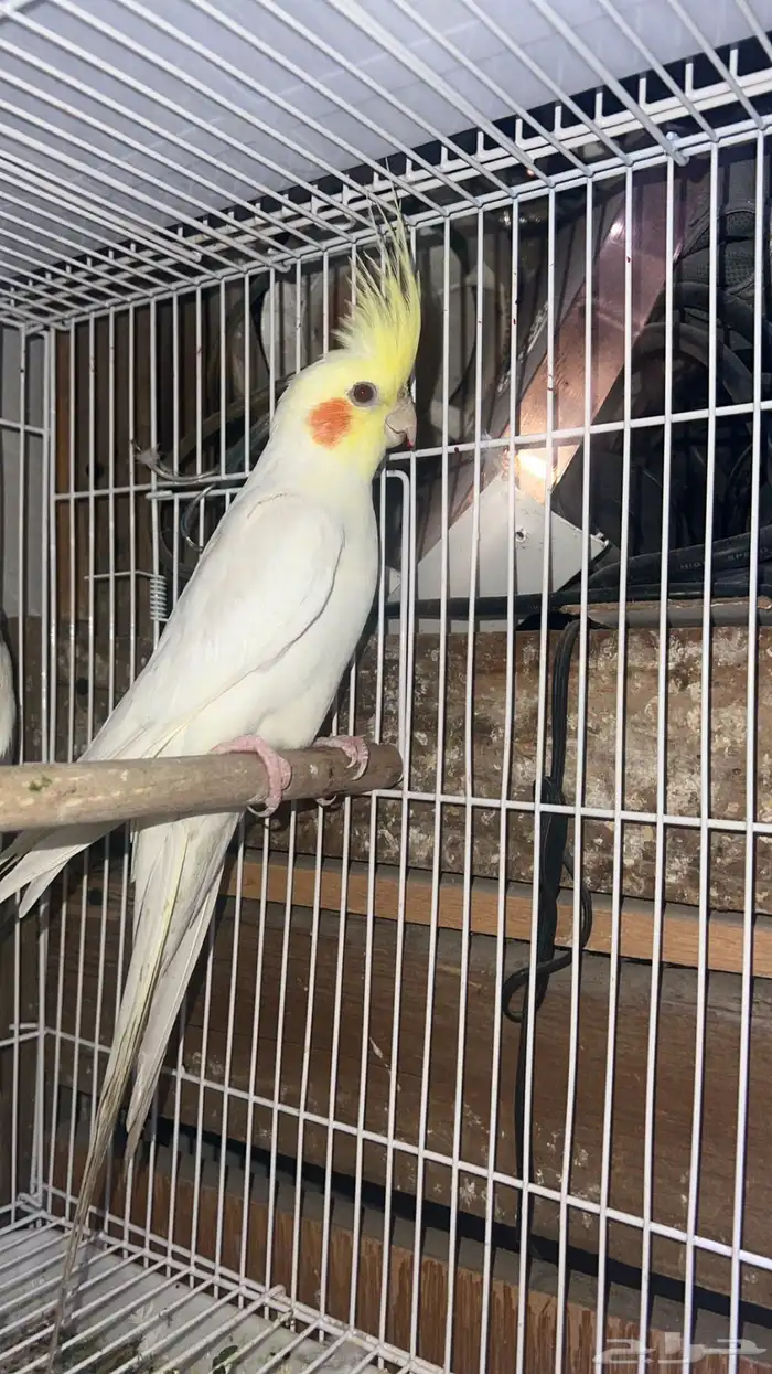 ازواج كروان 4