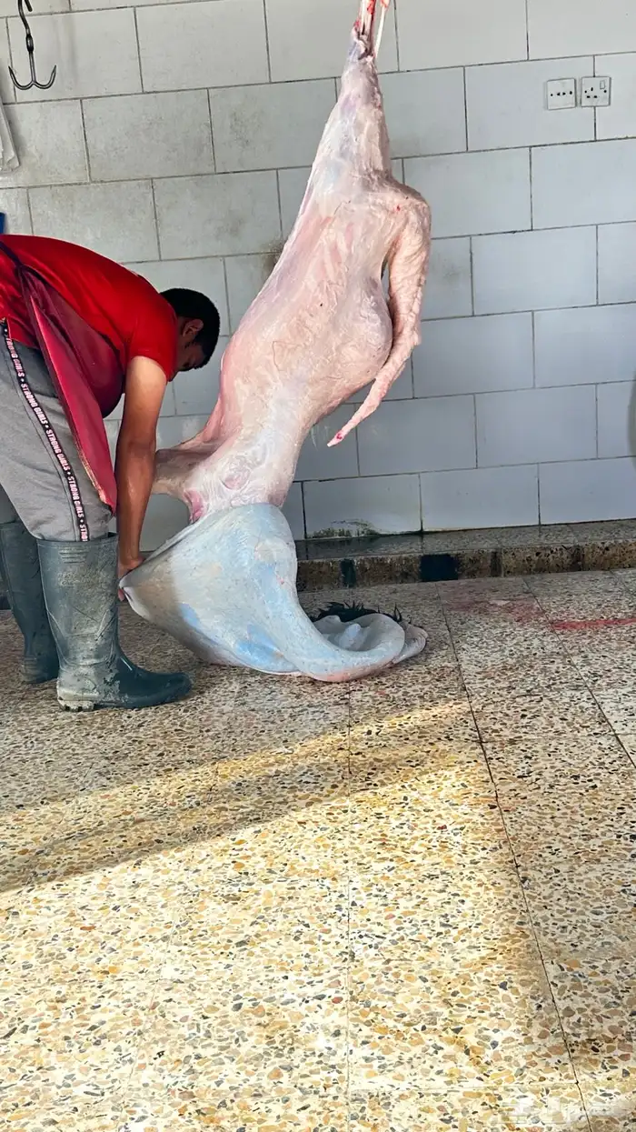 خرفان سواكن مخاصي تربيه لدينا - رغوه - شرق خميس مشيط 1