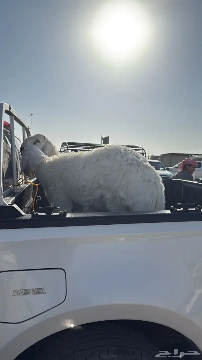 خرفان للبيع 1