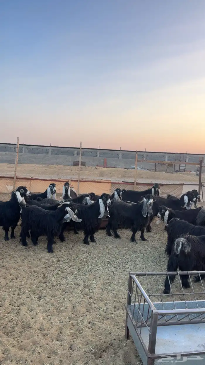 للبيع معزا عوارض صنف العدد 37 فيها فحلين 4