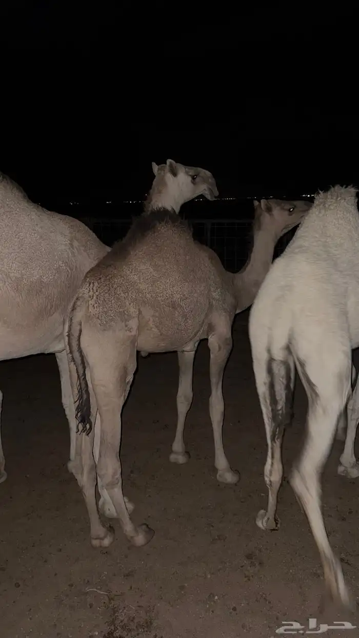 قعود للبيع 1