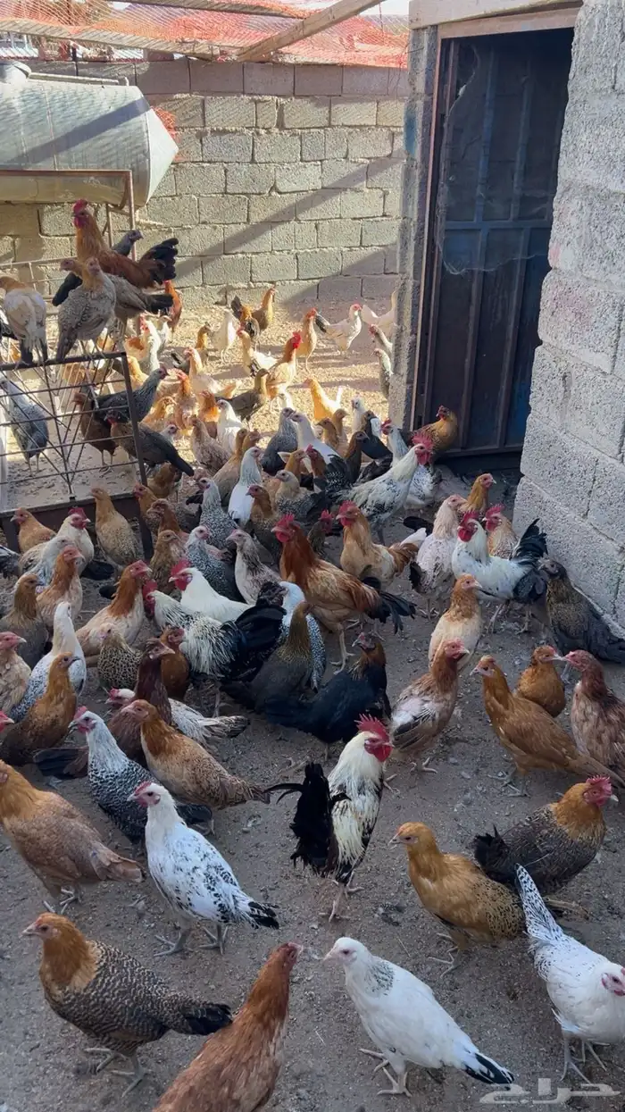 دجاج وديكة بلدي للبيع 5