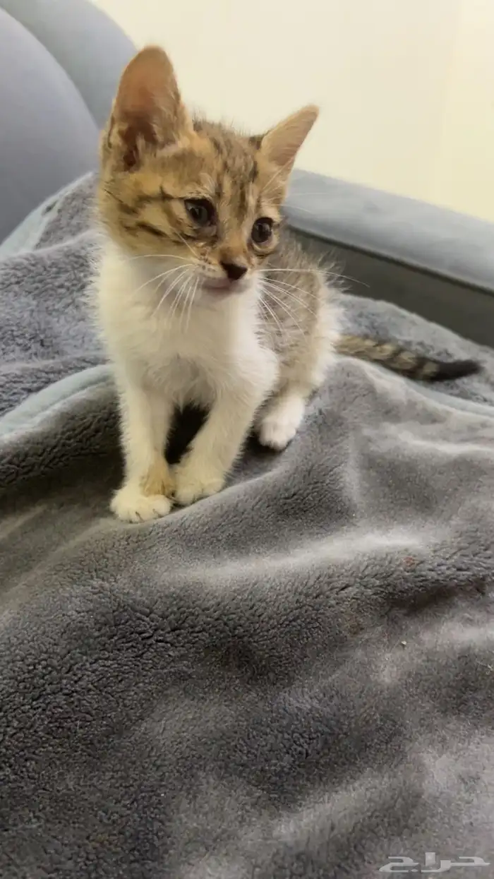 قطط تبني 4 بلدي 0