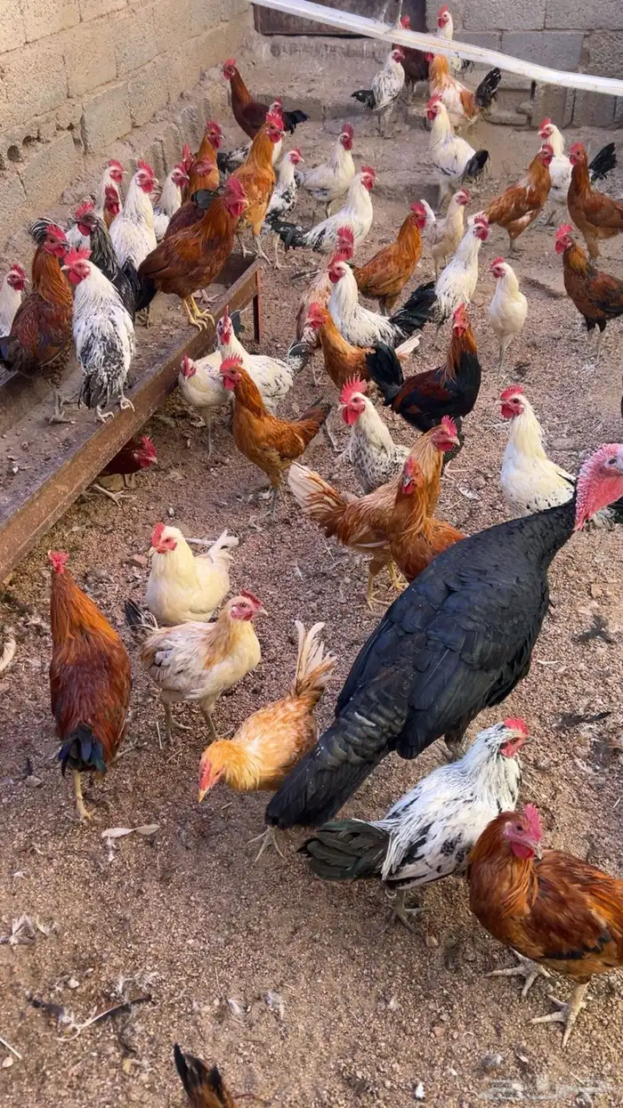دجاج وديكة بلدي للبيع 0