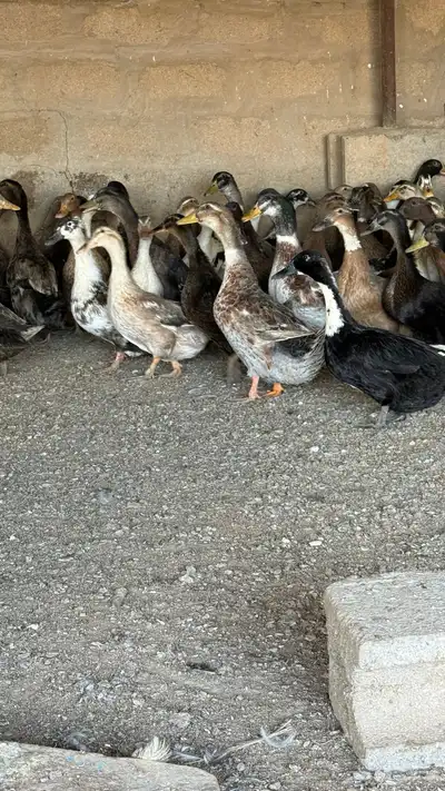 بط شرشري index