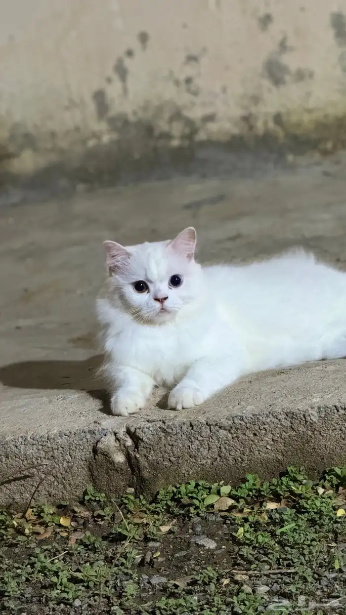 قط معقم جميل 3