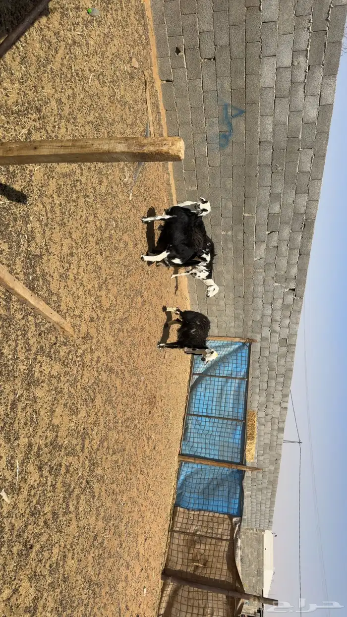 غنم دفيع فحص سونار 2