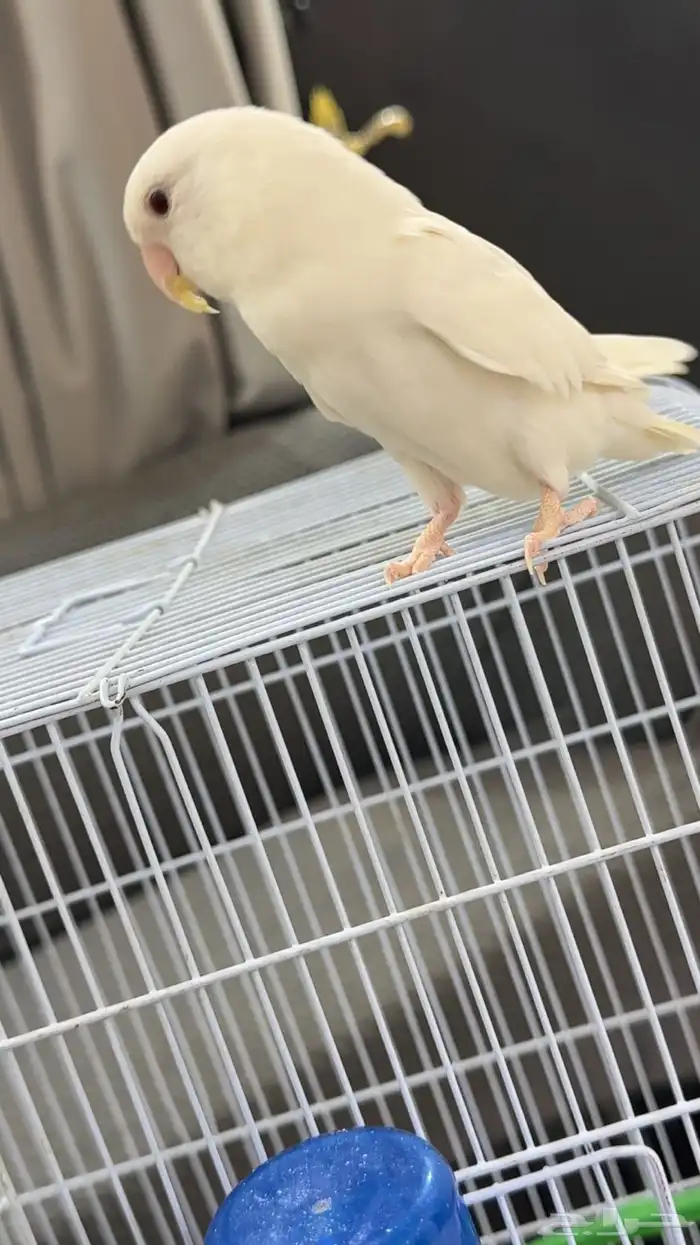 طير من نوع روز ذكر 2