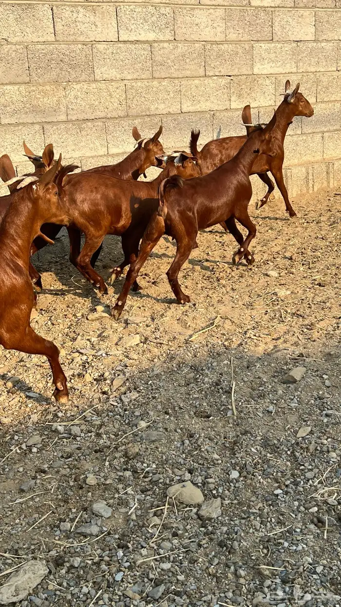 جفار دهم عدد 7 ( تم البيع ) 2