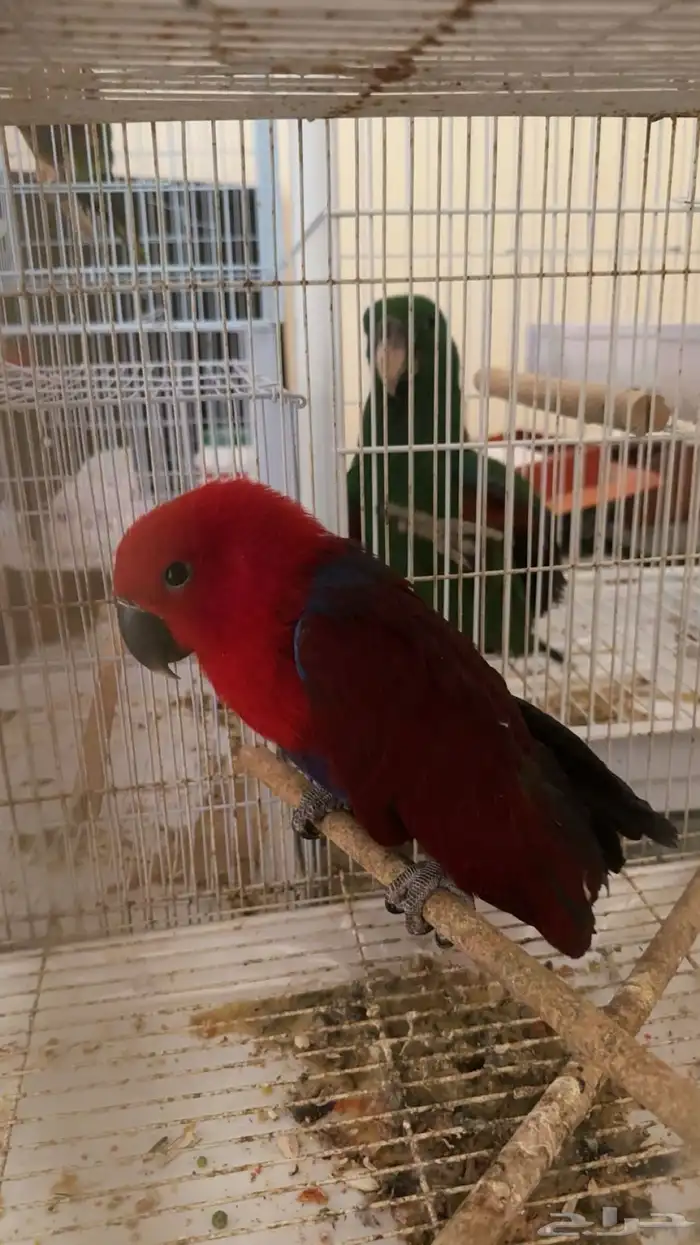 محمية الطيور المغردة 0