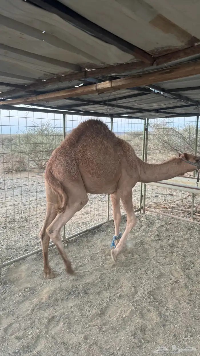 قعود كفو للبيع 4