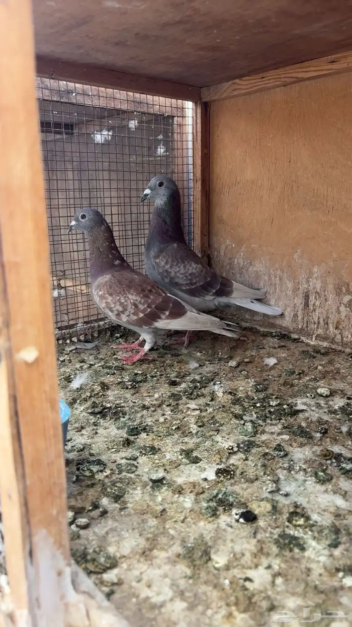 للبيع جوز زواجل وحمام شماعي تيدي 1